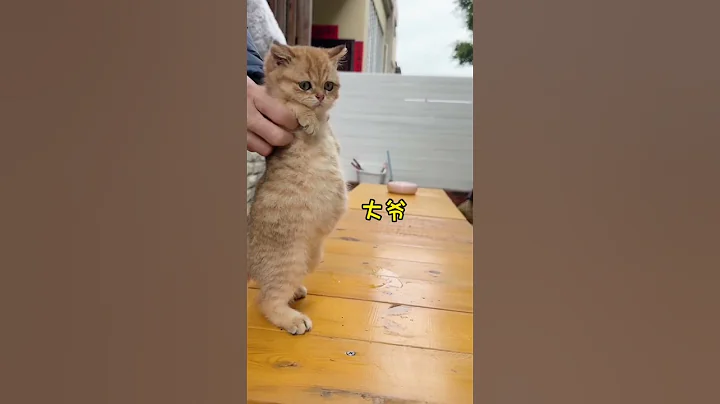 貓狗搞笑合集 #1🐶🐱 #寵物 #毛小孩 #tiktok抖音 - 天天要聞