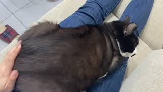 Fat cat at home is a blessing/家有肥貓是幸福An's fatty cat