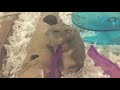 36 seconds of an adorable hamster