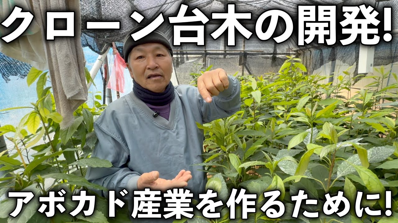 順ちゃん農園のアボカド育苗ハウスへ！クローン苗木の開発の様子！バナナの越冬対策も！！！