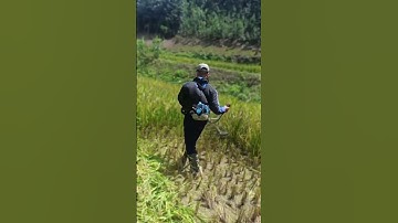 Tét lồng gặt lúa 0987295266 lắp cho tất cả các loại máy cắt cỏ