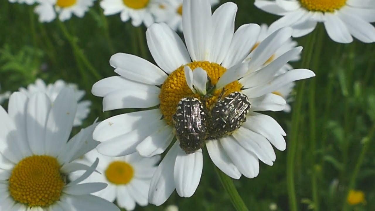 Oxythyrea funesta  Trauer Rosenkäfer