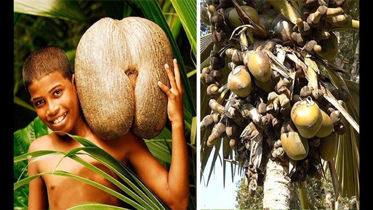 O cocodomar que é a maior semente do mundo, e que só existe em um único Lugar YouTube O cocodomar que é a maior semente do mundo, e que só existe em um único Lugar YouTube