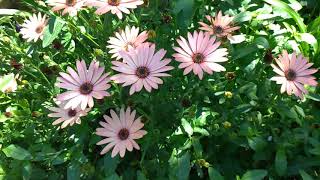 Bodrum Papatyası - Afrika Papatyası Osteospermum Fruticosum