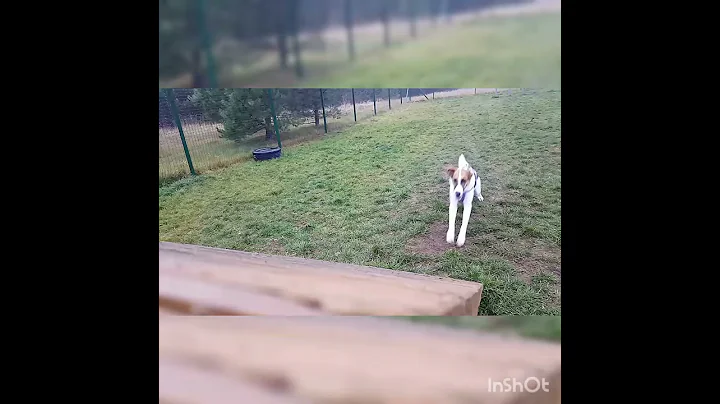 FASTEST DOG IN TOWN