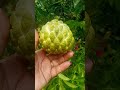 ATIS / SUGAR APPLE #shortvideo #shortsviral