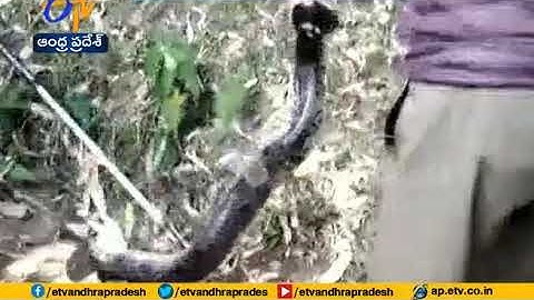 Massive python rescued by forest officials in Assam