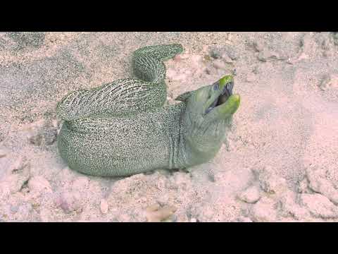 Greenhead (Undulated) Moray Eel