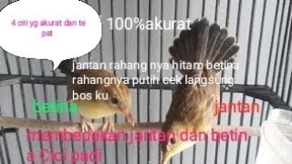 ciri2 burung cici padi jantan dn betina yg tepat dn akurat akurat #lidah/rahang jantan hitam