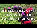 Potato harvest day with the filipino friends  in pokhara nepal  filipina in nepal 