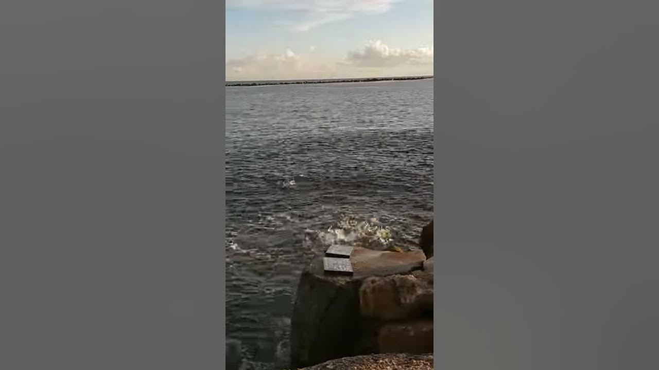 Hundreds of Mullet Fish Jumping out of the Water ViralHog YouTube