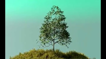Growing tree 3d animation. GrowFX. Анимация растущего дерева