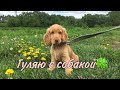 Гуляю с Собакой (английский кокер спаниель)