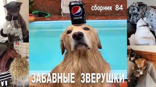 Самые смешные животные😂Приколы с котами и собаками 2023😺🐶Сборник №84. МУЛЬТПАРАД COMEDY