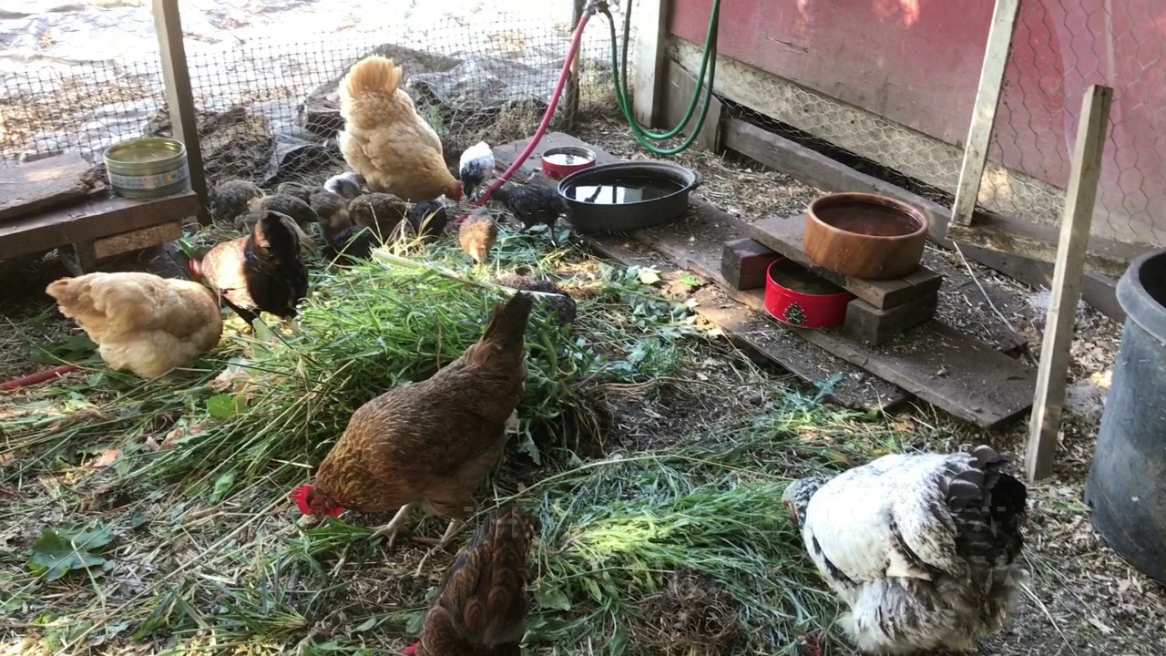 Raising chickens 101, getting started &amp; what they don't 