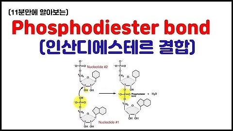 What enzyme is used to form the phosphodiester bonds to complete the insertion of foreign DNA into a plasmid?