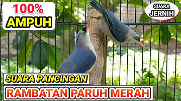SUARA PANCINGAN & MASTERAN RAMBATAN PARUH MERAH JERNIH !!!