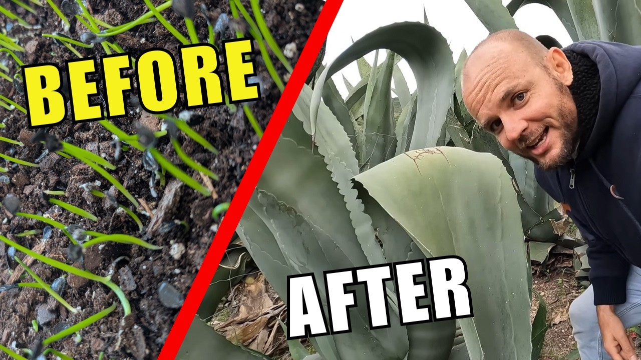 Super-Massive Agave... I'm Using Johnson Su Compost