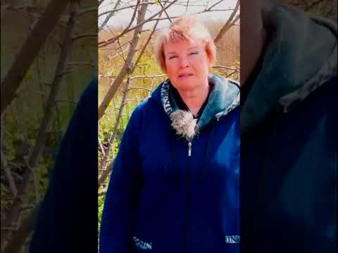 Самый простой способ прививки деревьев Прививка за кору 1