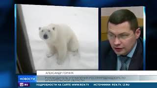 Жительница Новой Земли сняла на видео нашествие агрессивных медведей Жительница Новой Земли сняла на видео нашествие агрессивных медведей