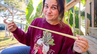 This plant messed me up (Harvesting before frost) | VLOG