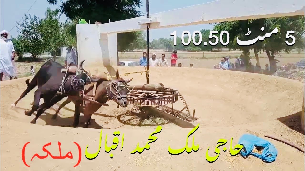 Malik M Iqbal Malka Dand Chamcham Phirt Malka 5 mint 100.50 Phairay.
