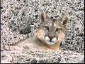 Puma, El León de los Andes - National Geographic