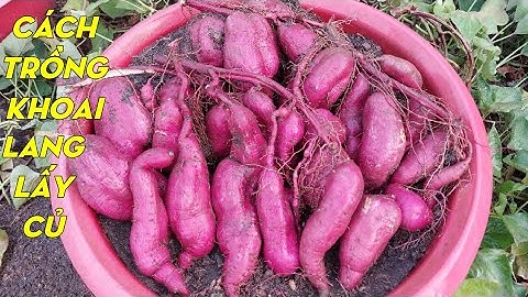 Cách trồng khoai lang lấy củ trong chậu | Phan Đức #205