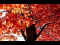 Изучаем лиственные деревья Развивающее видео