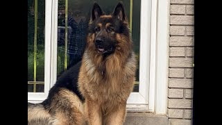My King Shepherd at 5 Months - Part 5 by mriad0 907 views 2 years ago 4 minutes, 13 seconds