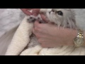 How to Clip the Claws / Nails -  Kitten