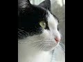 Liam rushed to the hospital for minor surgery and chemotherapy #cats #cat #fyp #kittens