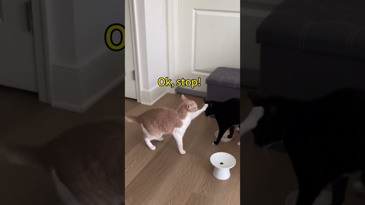 Funny cat video part 1 