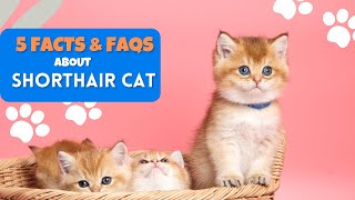 Uncovering the Mysterious British Shorthair Cat: 5 Facts + FAQs You've Never Heard!