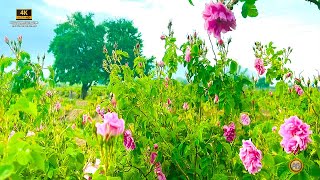 Free Copyright Videos| 4k Videos | Flowers | All In One Official
