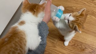 【子猫の子育て】子猫がミルクを飲む動画です。