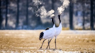 Graceful Giants: The Majestic World of Red Crowned Cranes! 🌸🦢