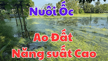 Kỹ thuật Nuôi Ốc Nhồi, Ốc Bươu Đen Ao đất Nắng Suất Cao