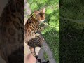 shorts Cute animals