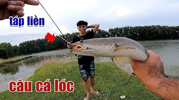Câu Lure Cá Lóc ● Buổi Chiều Mưa Trở Lại Cái Ao Huyền Thoại Câu Cá Lóc | Tâm Râu Vlog #167
