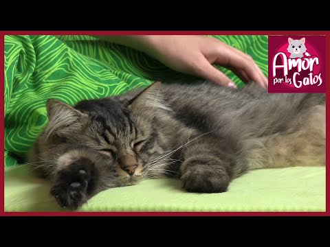 Video: ¿Qué hacer cuando tu gato atrapa un ratón?