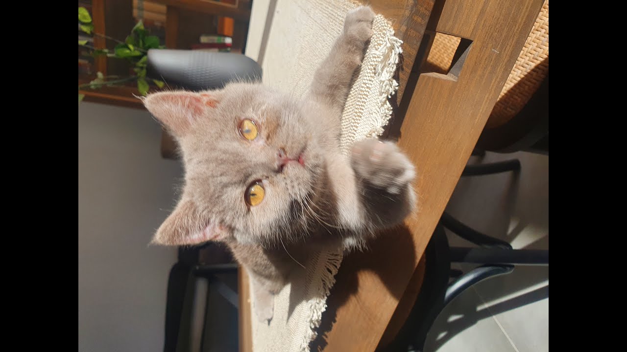 Gato vs Conejo pelea. Cat vs Rabbit fight YouTube