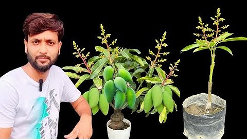 If You Guys Want To Know About Grafting Then Watch This Video Till The Last.