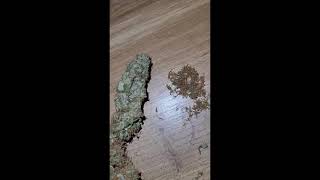 lower branch taking couple week early (read description)not #pgrweed #weedtrimming #420 #marijuana