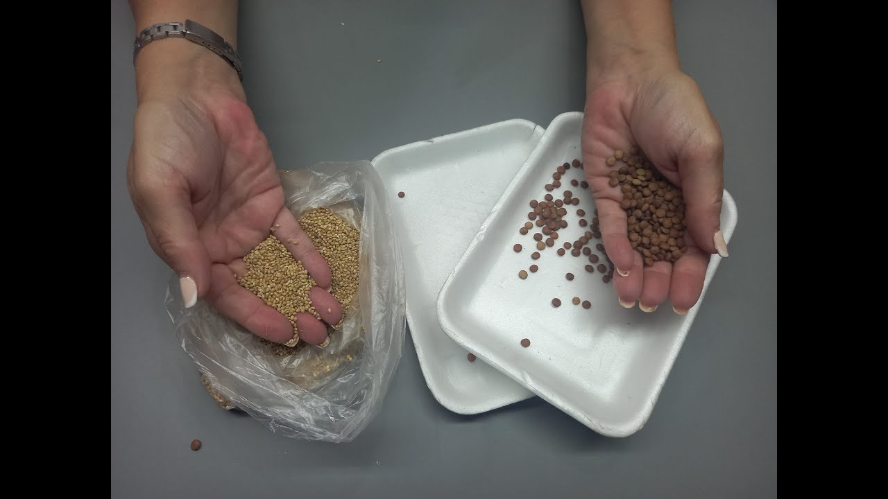 Efectos MARAVILLOSOS! TEXTURAS con Semillas y mas!  Endurece y recicla Bandejas de TELGOPOR,