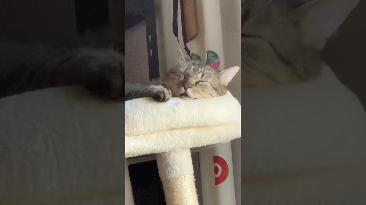 CATkada #lefkada #catsleeping #catnap #cat #catshorts