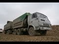 Збір цукрового буряка 2016 | Вывоз сахарной свеклы 2016 |Sugar beet trucks collection