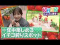 【ひるおび】雨でもOK！横浜ストロベリーパークでイチゴ狩り＆摘みたてイチゴの絶品スイーツを堪能