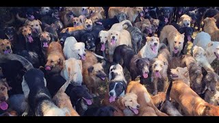 You Like Dogs? Come See Dozens Of Trained Doggos here! 😲 #memes (Try Not To Laugh / Twitch Fails)