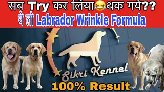 Watch till end Labrador Wrinkle Formula By Sikri Kennel #lab#labradorlove #dog #beauty #love #india